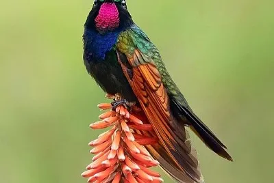 cores