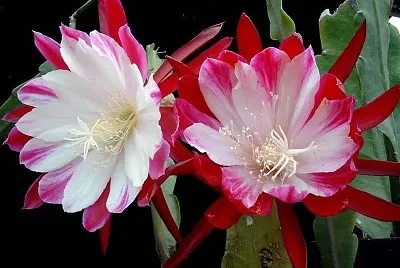 imagem jigsaw puzzle