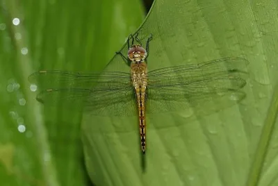 Pantala flavescens
