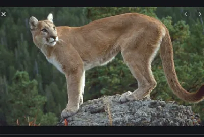 Puma