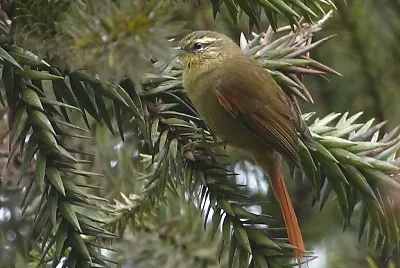 Codaspinosa oliva
