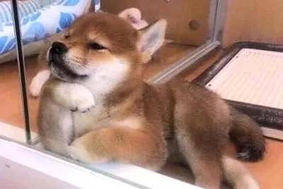 裝酷的狗狗