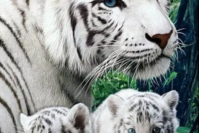 母白老虎與幼虎