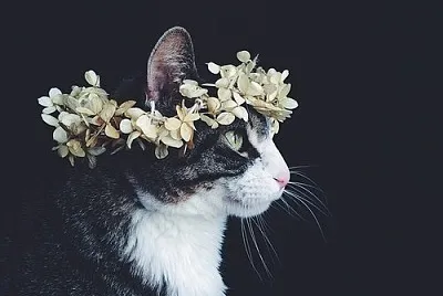 gato