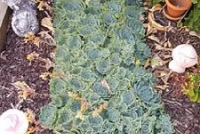 cactus dÃ©cor