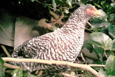 Gallina!!!!