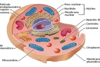 PARTES DE LA CELULA