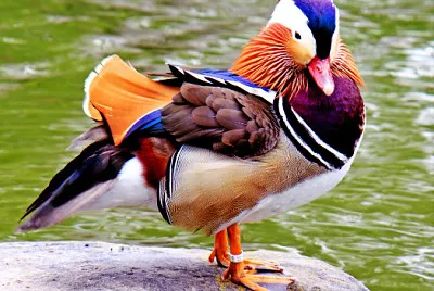 pato