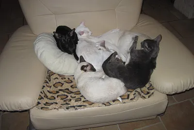 chats