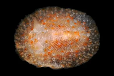 Onchidoris depressa