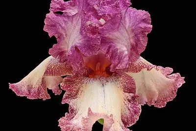 flores jigsaw puzzle