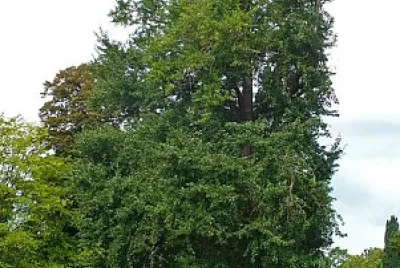 arbol