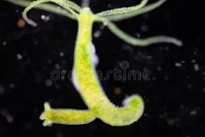 bio