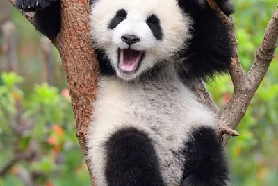 panda