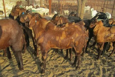 Sirohi
