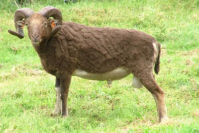 Castelmilk moorit