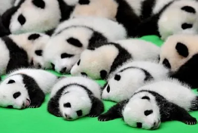 pandas muy lindos