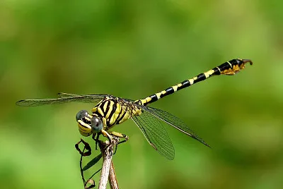 Paragompus lineatus
