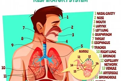 פאזל של sistema respiratorio