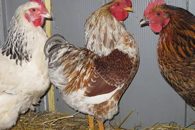 Poules