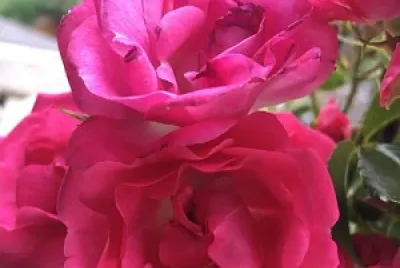 flores
