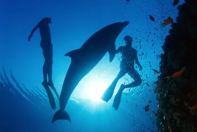 dolphin sea jigsaw puzzle
