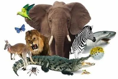 Reino Animal