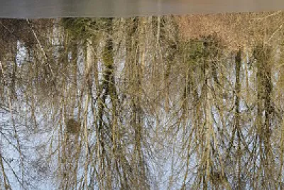 Reflet marais gelÃ©