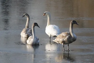 Famille cygne sur marais gelÃ©