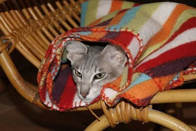 Le chat aime Ãªtre au chaud