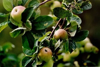 Sagarrak / Manzanas / Pommes / Apples