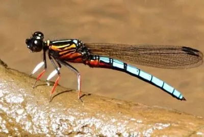 Platycypha caligata