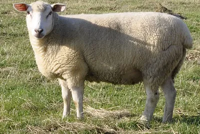 German whiteheded mutton