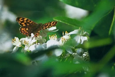 Tximeleta / Mariposa / Papillon / Butterfly