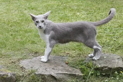 Chat