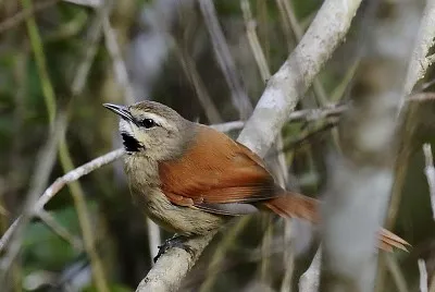 Codaspinosa guanceocra