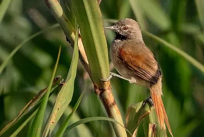 Coda spinosa pettobianco
