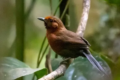 Codaspinosa rosso