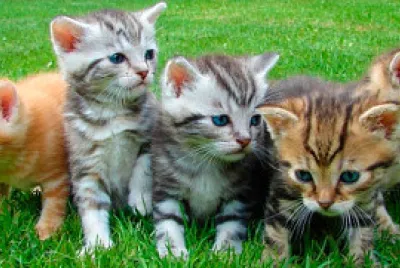 Gatinhos 2