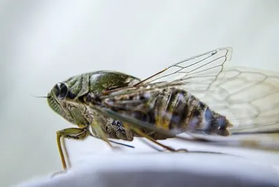 Cigarra