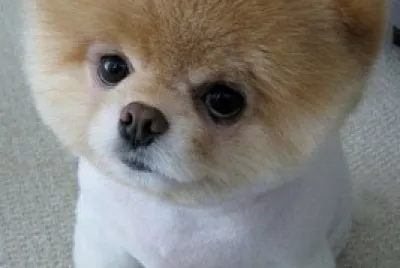 perrito tiernito