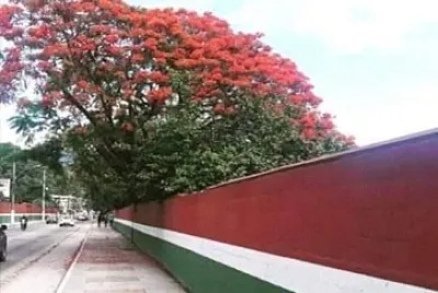 flores