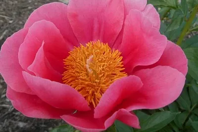 flores jigsaw puzzle