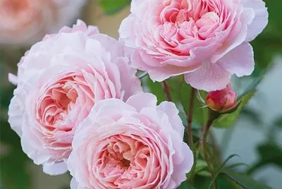 flores