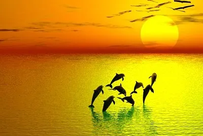 dolphin sun jigsaw puzzle