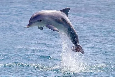 dolphin jump jigsaw puzzle