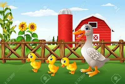pato