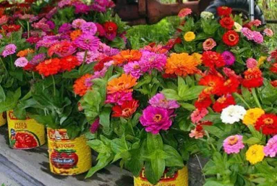 flores