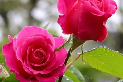 imagem jigsaw puzzle