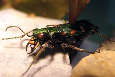 Cicindela gallica